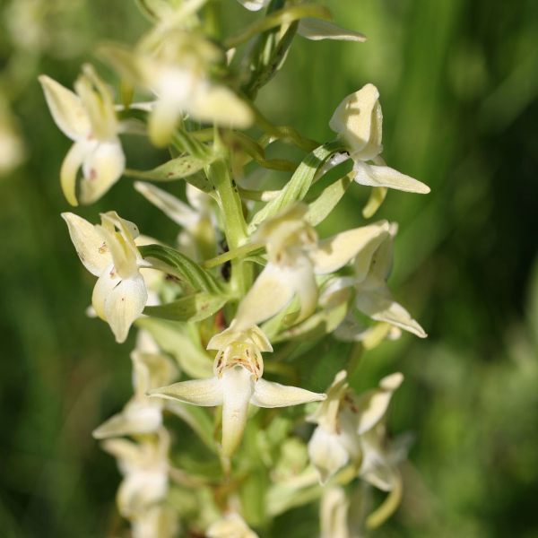 Platanthera algeriensis